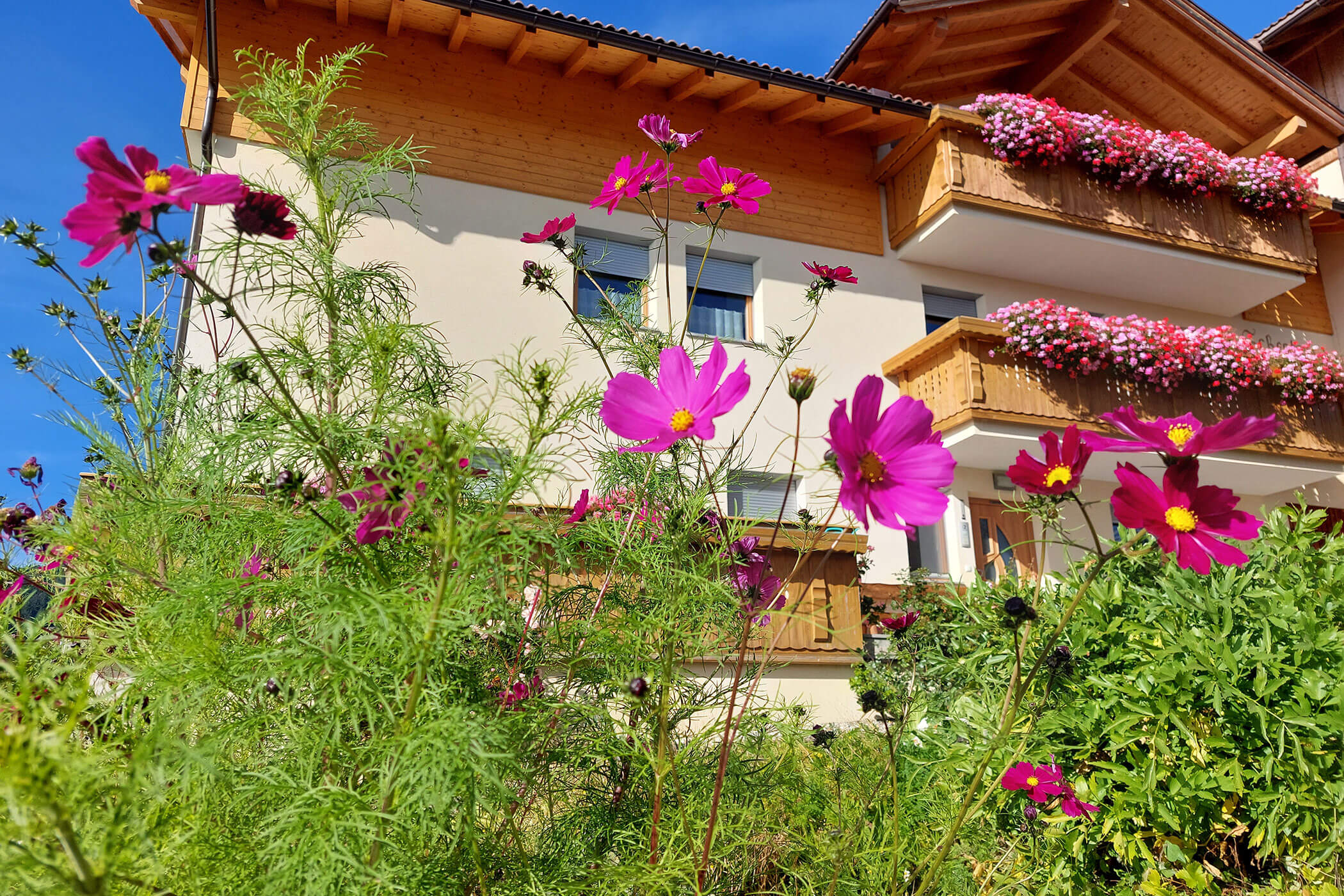 Violette Blumen vor dem Scheaterhof
